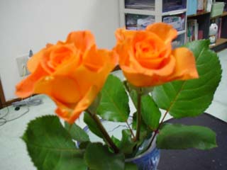 今日買ったバラです