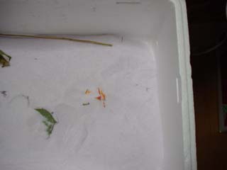 乾燥剤に埋もれたバラ