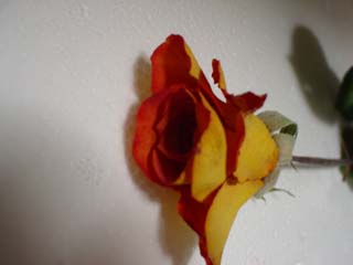 1週間前に作成したバラのドライフラワー