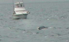 袖ヶ浦のクジラ